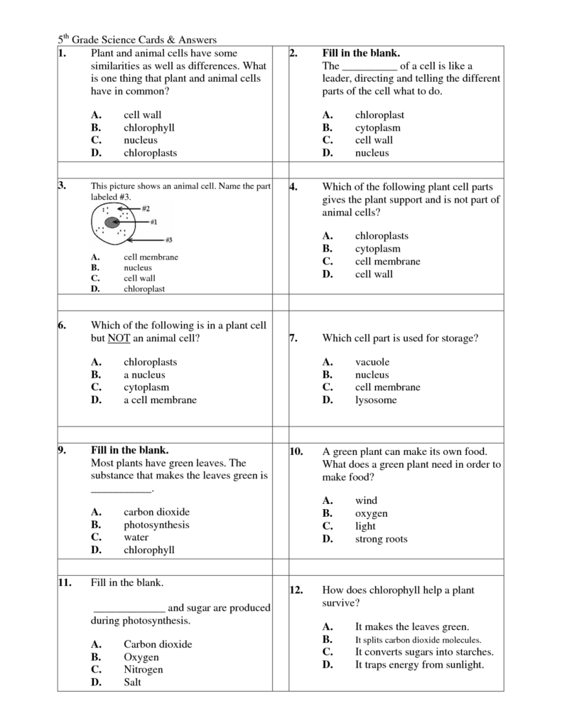 11 Cell Function Worksheets 6th Grade Worksheeto