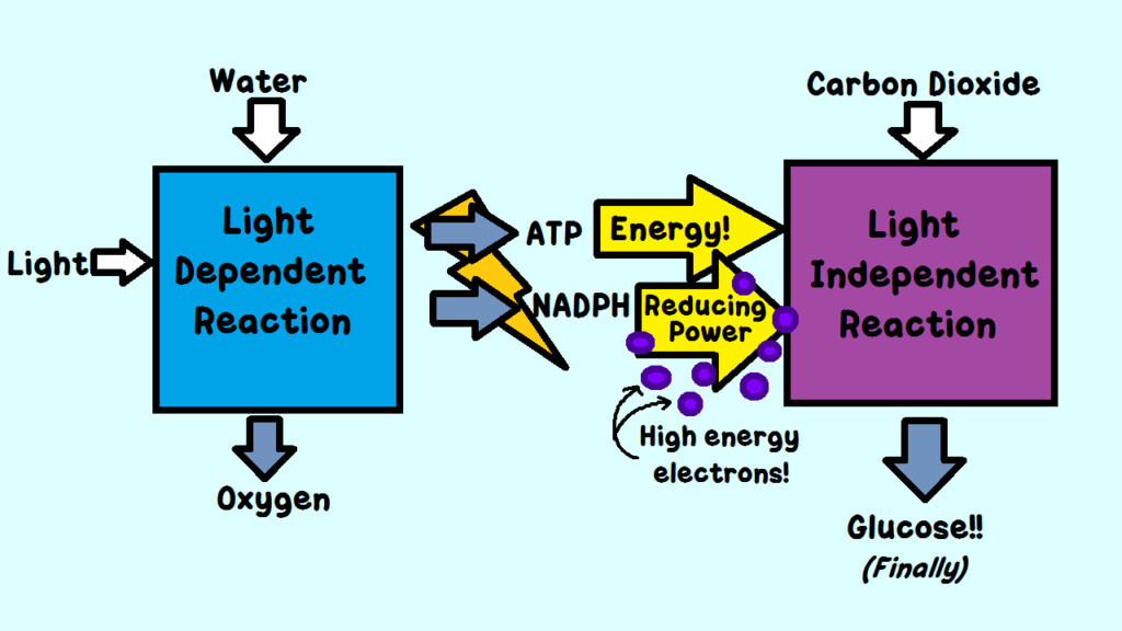 13 Astounding Facts About Light Independent Reactions Facts