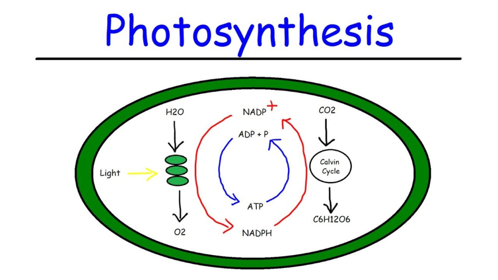 14 Fascinating Facts About Light Dependent Reactions Facts