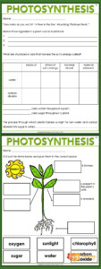 3rd Grade Worksheets On Photosynthesis