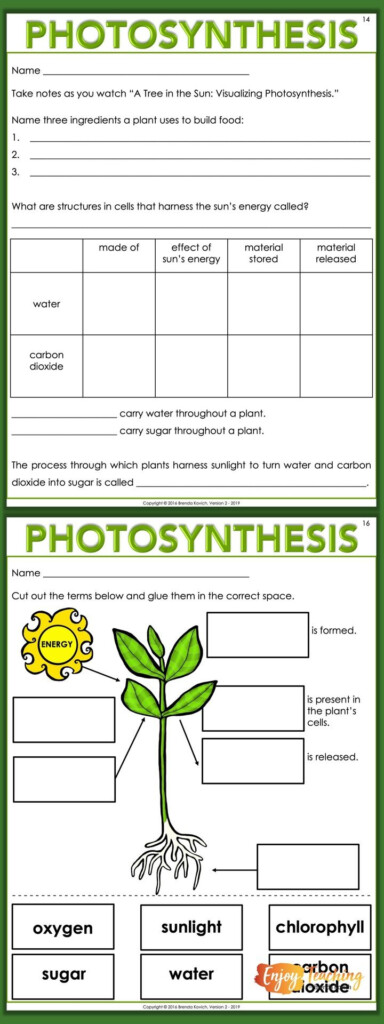 3rd Grade Worksheets On Photosynthesis