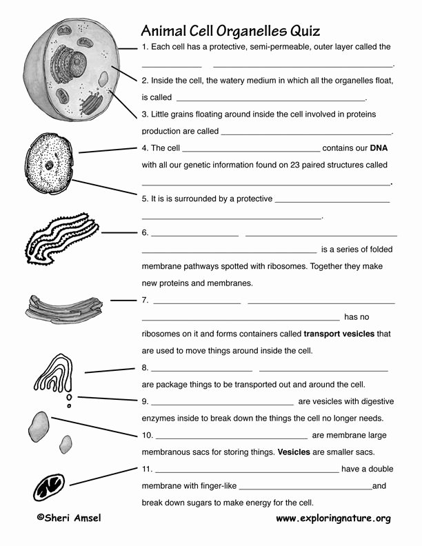 Animal Cell Structure Worksheets