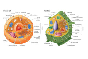 Animal Plant Cell Diagram Biology