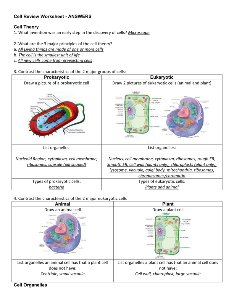 Cell Theory Activity Worksheet