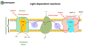 Define Light Dependent Reactions ScienceQuery