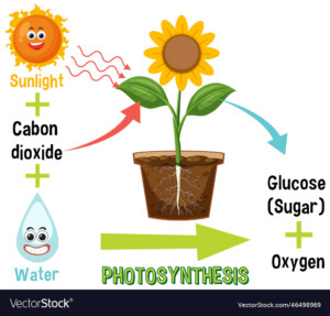 Diagram Showing Process Of Photosynthesis With Plant And 47 OFF