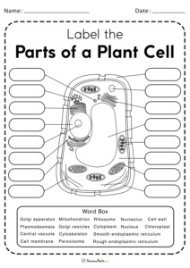 Free Cell Structure Worksheets