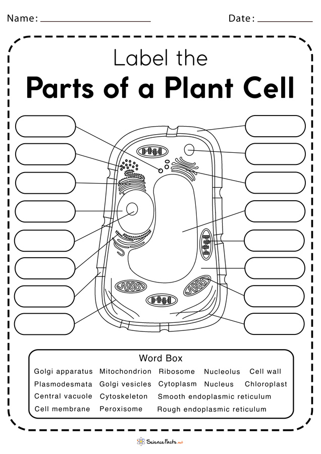 Free Cell Structure Worksheets