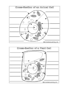 Free Printable Cell Structure Worksheets