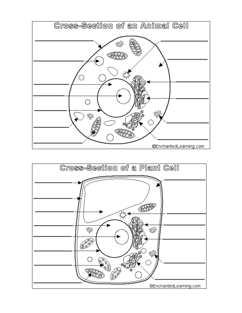 Free Printable Cell Structure Worksheets