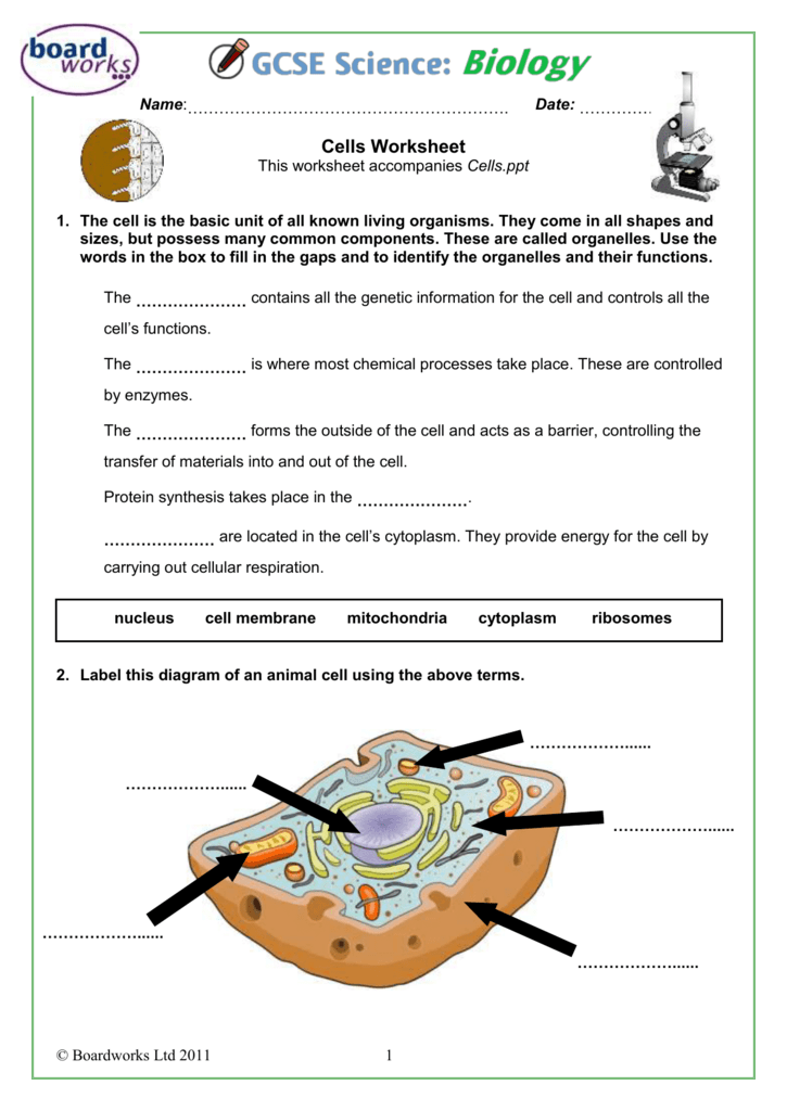 Free Printable Cell Structure Worksheets