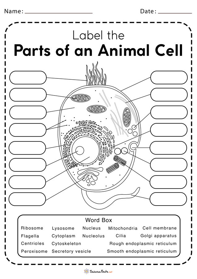 Free Printable Cell Worksheets