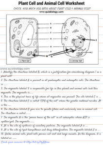 Grade 9 Biology Plant Animal Cell Worksheets