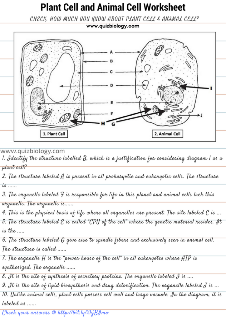 Grade 9 Biology Plant Animal Cell Worksheets