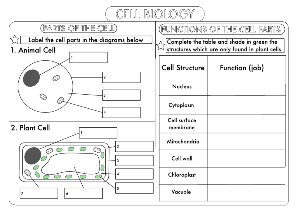 Grade 9 Biology Plant Animal Cell Worksheets