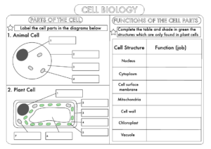 Grade 9 Biology Plant Animal Cell Worksheets