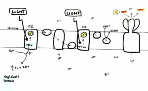 IMAT 2015 Q27 Photolysis Past Papers Solutions Archives