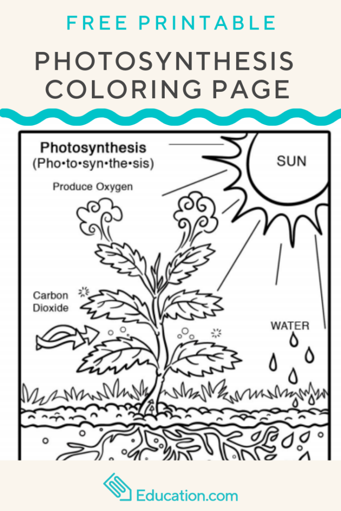 Introduce The Concept Of Photosynthesis To Your Young Scientist With 