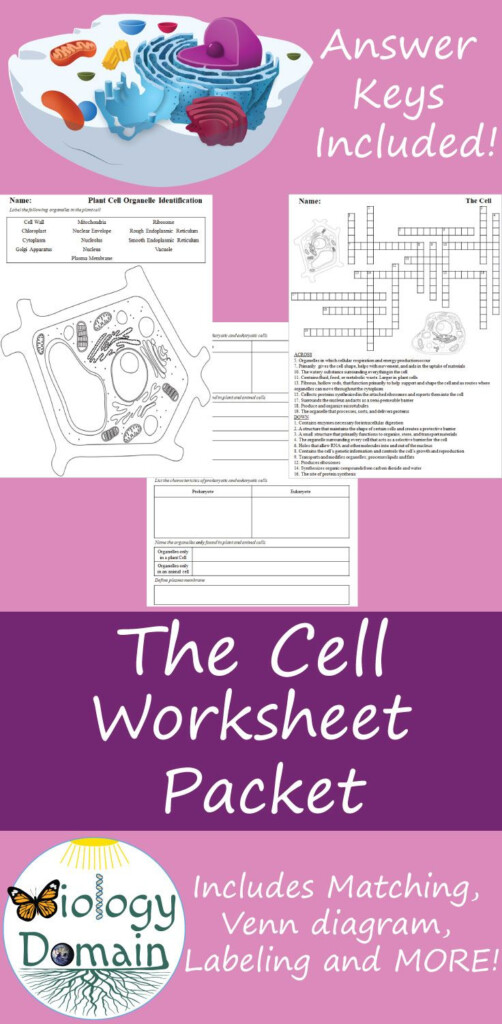 Introduction To Cells Worksheet