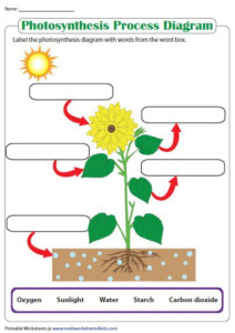 Label The Photosynthesis Diagram Photosynthesis Worksheet Science