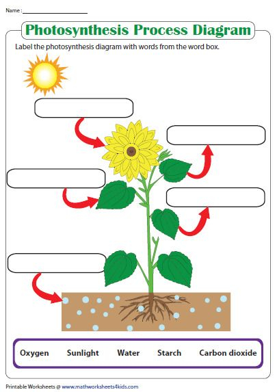 Label The Photosynthesis Diagram Photosynthesis Worksheet Science 