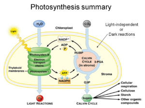 Light Color Effect On Photosynthesis At Viola Goodman Blog