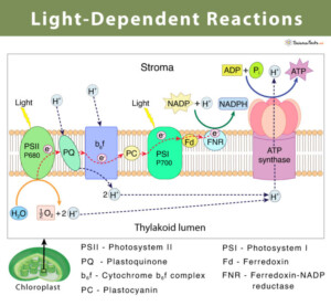 Light Dependent Reaction Definition Diagrams And Products