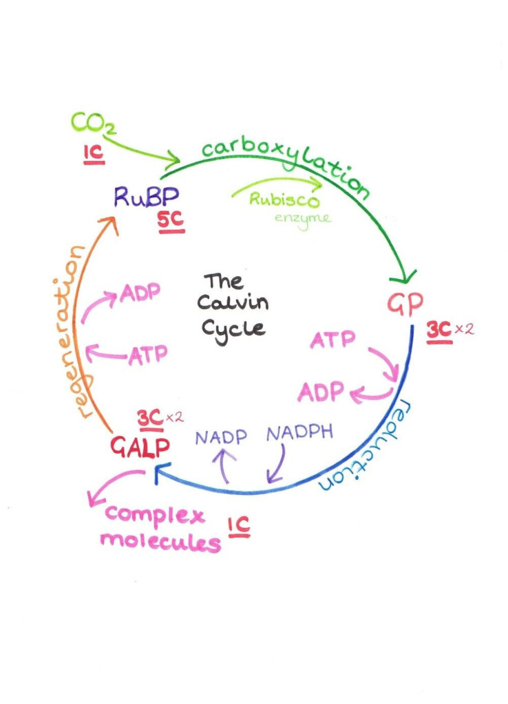 Light Dependent Reaction Worksheet