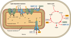 Light Reaction Photosynthesis Diagram