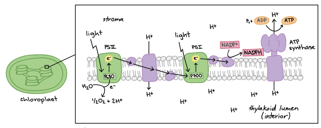 Light Reactions Diagram