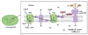 Light Reactions Diagram