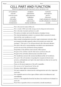 Organelle Matching Worksheet Answer Key