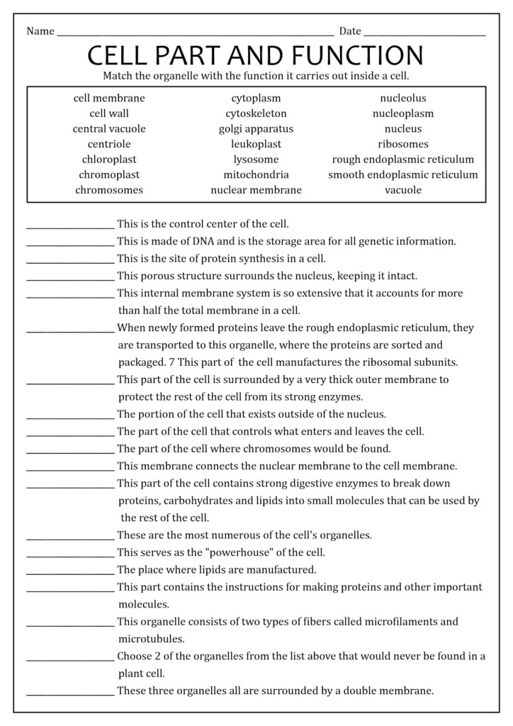 Organelle Matching Worksheet Answer Key