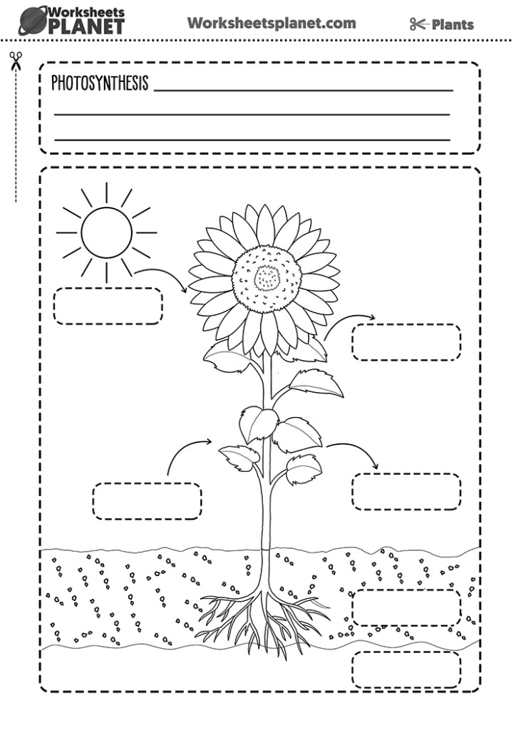 Photosynthesis Diagram For Kids Worksheet