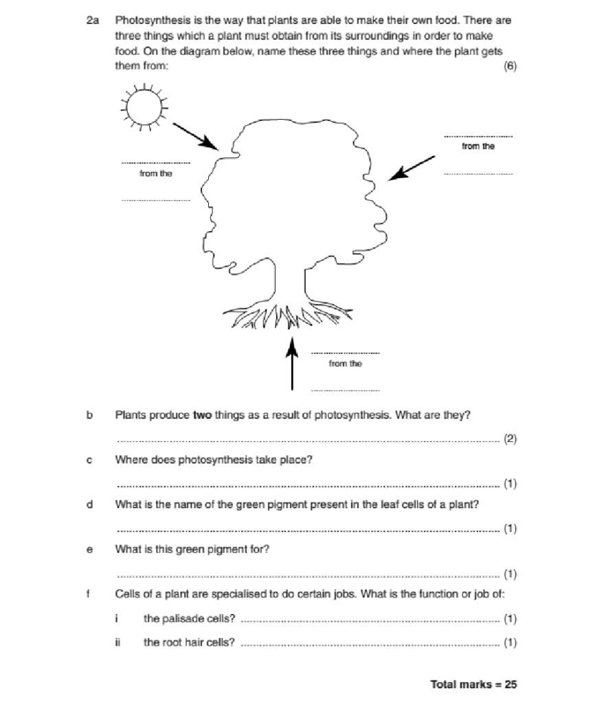 Photosynthesis Graph Worksheets