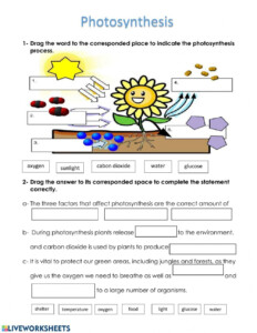 Photosynthesis Interactive Worksheet Photosynthesis Worksheet