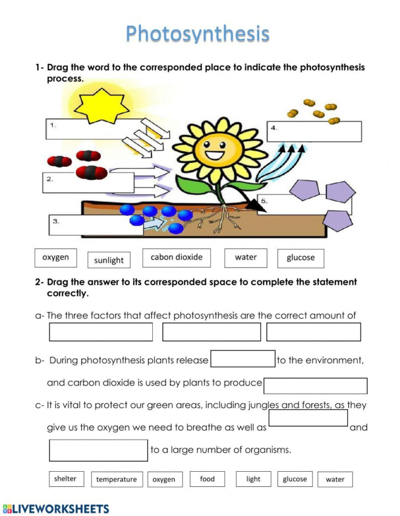 Photosynthesis Interactive Worksheet Photosynthesis Worksheet 