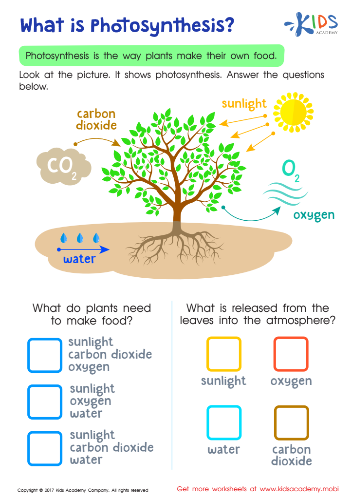 Photosynthesis Overview Worksheets The Best Porn Website