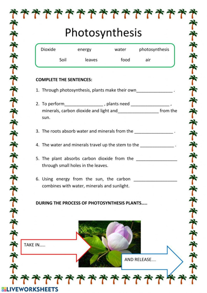 Photosynthesis Worksheet Answers Pdf