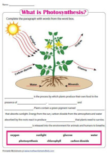 Photosynthesis Worksheet Weather Photosynthesis Worksheet