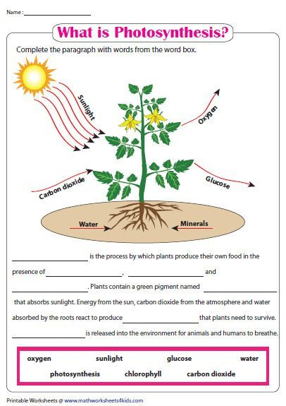 Photosynthesis Worksheet Weather Photosynthesis Worksheet 