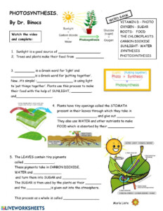 Photosynthesis Worksheets