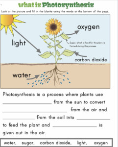 Pin By Sarayu Jandhyala On Social Studies Photosynthesis Worksheet