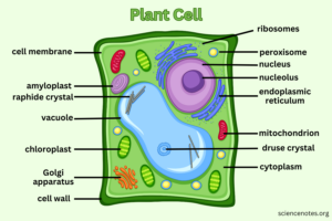 Plant Cell Diagram Organelles And Characteristics