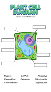 Plant Cell Diagram Worksheets Plant Cells Worksheet A Vrogue co