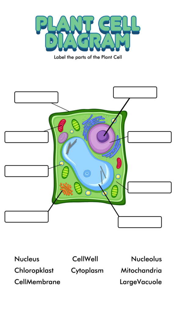 Plant Cell Diagram Worksheets Plant Cells Worksheet A Vrogue co