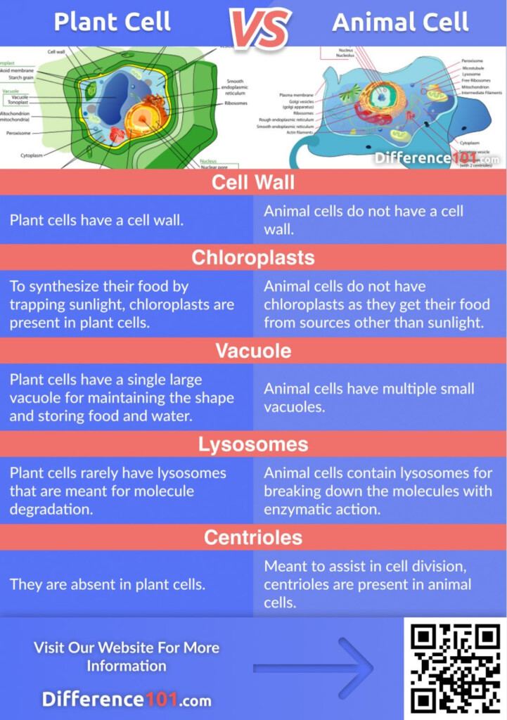 What Are The Differences Between Plant And Animal Cells 